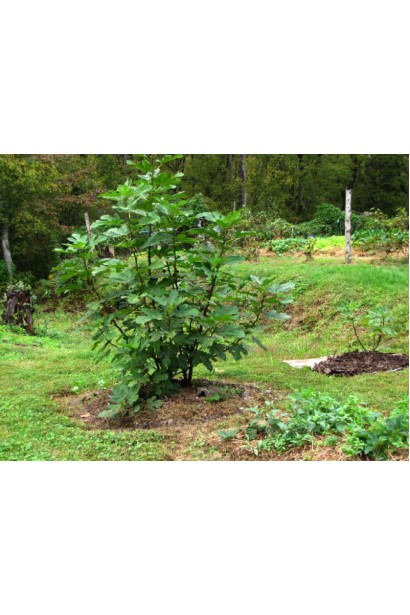 Фикус Адриатический – использование в саду